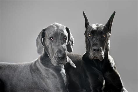 Cropped And Uncropped Great Danes Pinterest