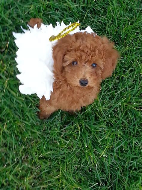 Puppy Angel Costume Made Out Of Toilet Paper Teddy Bear Puppies Dog