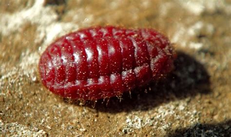 Cochineal Böceği Türleri ve Özellikleri Ankara Haber