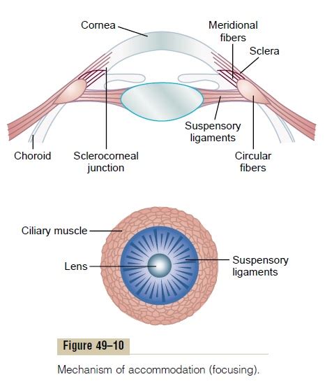 Ciliary Muscle Accommodation