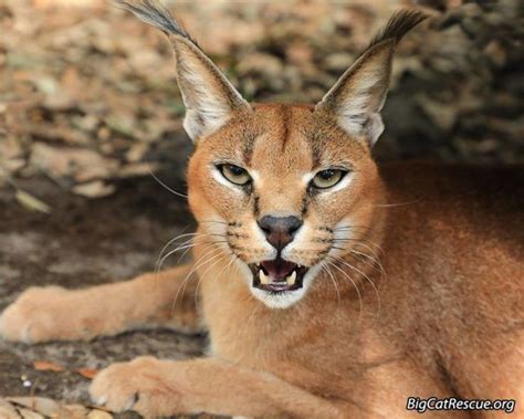 The One-Of-A-Kind Park In Florida Where You Can See Wild Cats Up Close