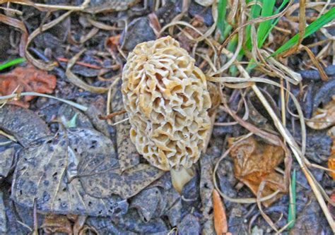 Where To Find Morel Mushrooms In Kansas All Mushroom Info