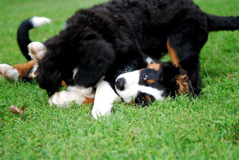 Happy Puppies Bernese Mountain Dogs Playing On The Lawn Wallpapers And