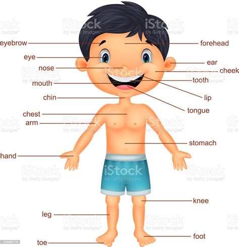 Cartoon Boy Vocabulary Part Of Body Stock Illustration Download Image