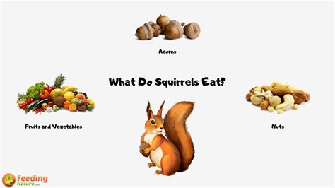 What Do Squirrels Eat Tasty Foods You Can Feed Squirrels
