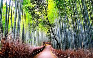 Bamboo, Forest, Road, Nature, Wallpapers, Hd, Desktop, And