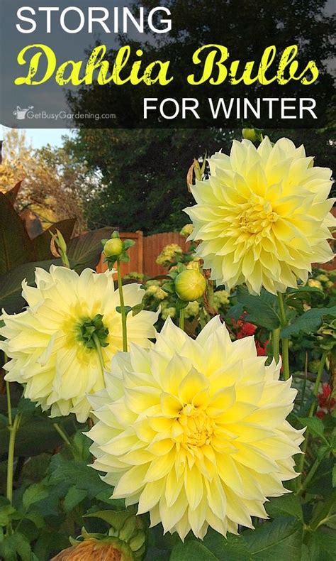 How To Overwinter Dahlias Storing Dahlia Tubers And Winter Care Tips