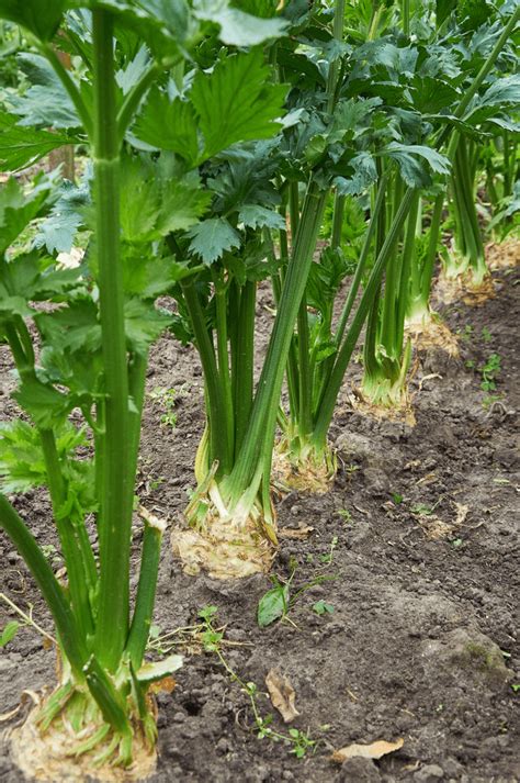 5 Top Tips For Growing Celery Diy Morning