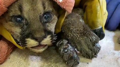 California Wildfires Orphaned Mountain Lion Cub Rescued From Blaze
