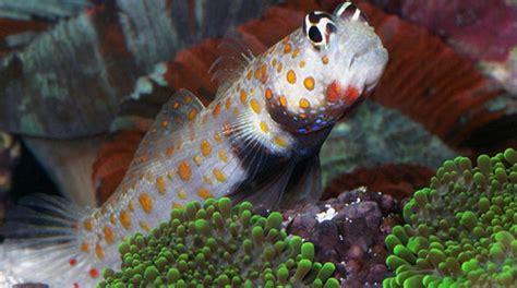 Orange Spotted Goby Vivid Aquariums