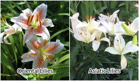 Asiatic Lily How To Grow And Care
