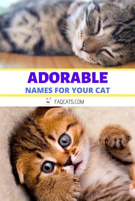 Adorable Unisex Cat Names Video Kitten Names Girl Tabby Cat Names
