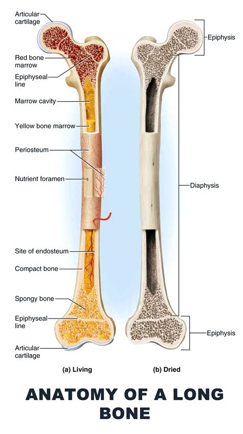 Anatomy Of A Typical Long Bone