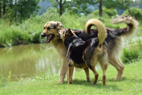 Fotos Gratis Césped Al Aire Libre Animal Canino Verano Mascota
