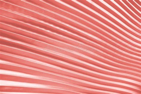 Natural Texture Of Pleated Fabric Stock Photo Image Of Curtain
