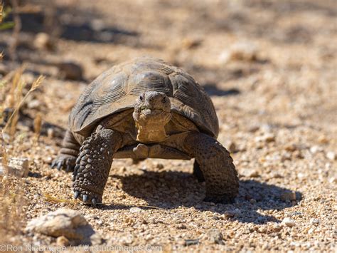 Sonoran Desert Tortoise Marana Near Tucson Arizona Photos By Ron