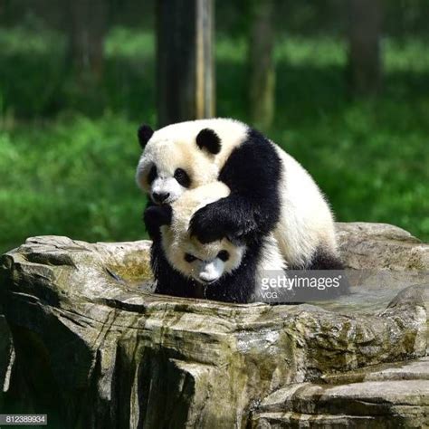 Pin En Chongqing Zoo Giant Pandas