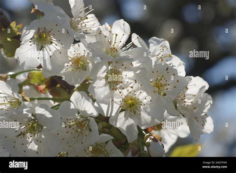 Prunus Avium Sweet Cherry Stock Photo Alamy
