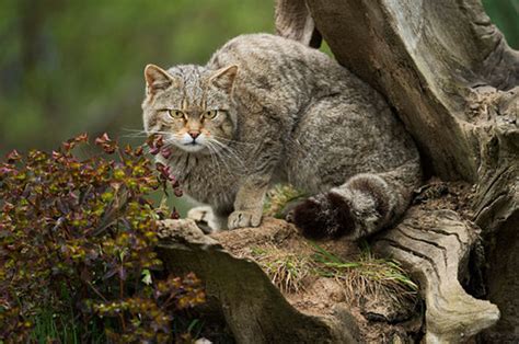 But it's not a problem for this. Endangered wildcats are at risk of evolving to harmless ...