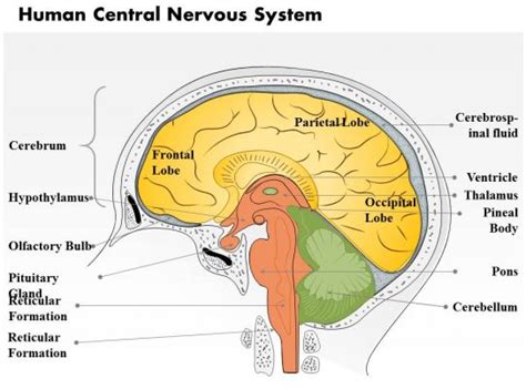 The diagram summarises how information flows from receptors to effectors in the nervous system. Central Nervous System Diagram : Human nervous system medical vector illustration diagram ...