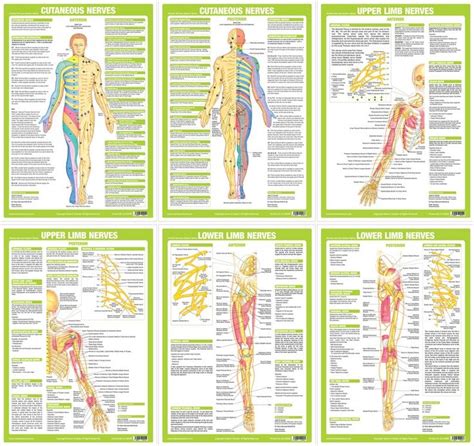 Anatomy Posters Human Body Nervous System Charts Etsy In 2021 Nervous System Anatomy Nerve
