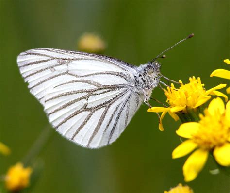 White Butterflies Species Facts Comparisons And Photographs