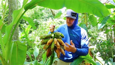 Harvesting Bananas Everything You Need To Know To Grow Your Own Fruit