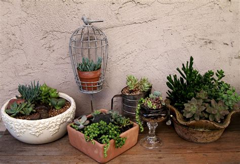 Succulent Designs Fun With Unusual Containers The