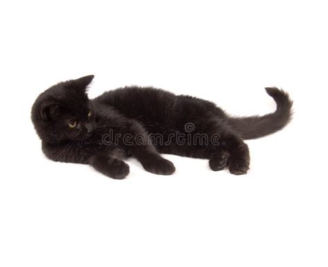 Black Cat Laying Down Stock Image Image Of Rest Background 1554717