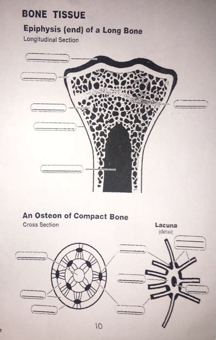 Where da represents the area of an infinitesimally small element, a is the total area of the cross section, and x and y are the. Solved: BONE TISSUE Epiphysis (end) Of A Long Bone Longitu ...