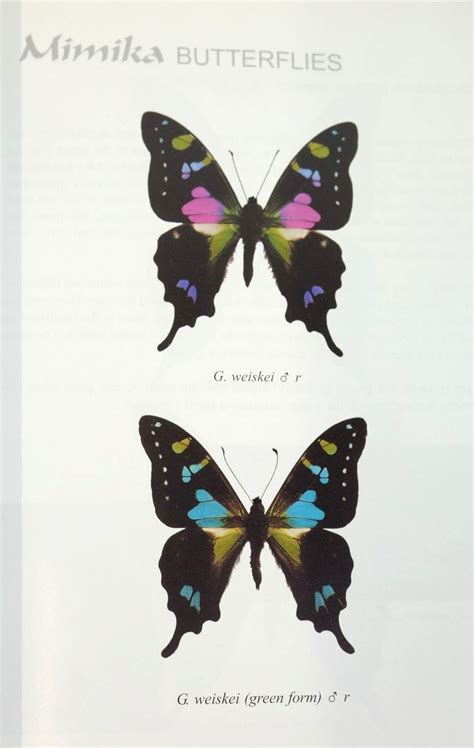 Stella And Roses Books Mimika Butterflies Written By Robert Gotts