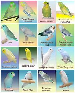 Pacific Parrotlet Color Mutation Chart นกส น ำ ส ตว เล ยง นกแก ว