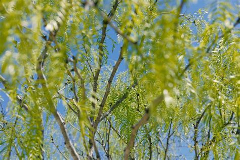 Mesquite Tree Leaves Closeup In Texas Stock Photo Image Of Closeup