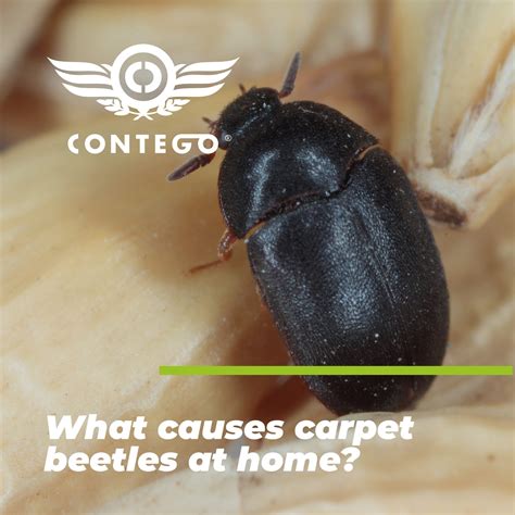 What Does An Infestation Of Carpet Beetles Look Like