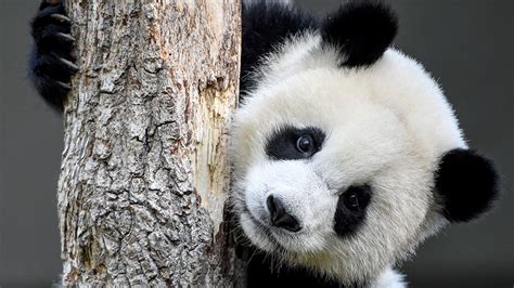 Cukiságcunami íme A Legjobb „panda Pillanatok” Egy Amerikai