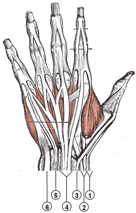 Extensor Tendon Compartments Of The Wrist Wikiwand