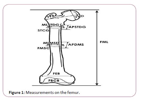 Femoral Length Reconstruction In Adults An Osteometric And