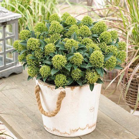 20+ of the best compact evergreen trees for adding year round interest to small gardens & patios. Skimmia japonica White Dwarf is a fairly compact evergreen ...