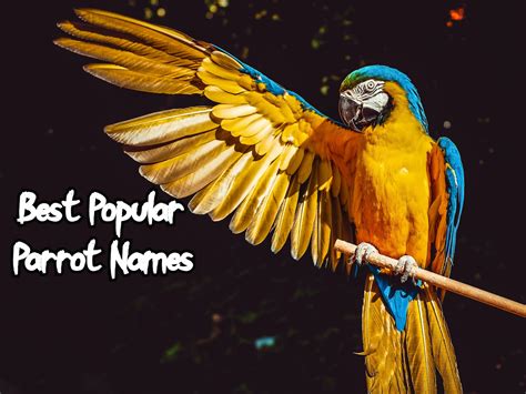 Top Parrot Name Articles Best Ways To Name A Parrot Petpress
