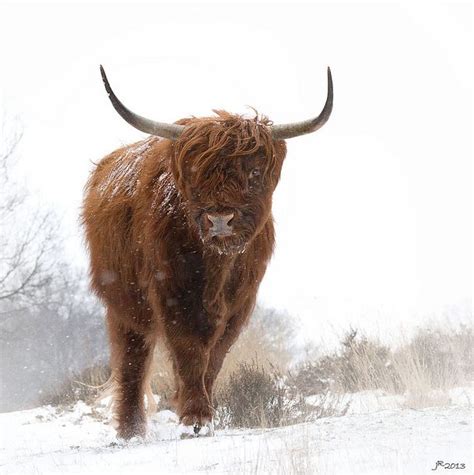 Yak Facial Features And Hair Highland Cattle Sweet Cow Animals And
