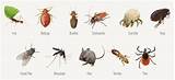 Pictures of Types Of Pests In Home