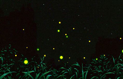 Grave Of The Fireflies 火垂るの墓 Hotaru No Haka 1988— Dir Isao