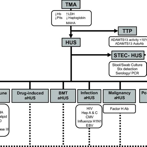 Tma Diagnostic Flow Chart Following The Diagnosis Of A Tma Clinical