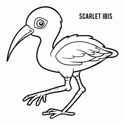 Ibis Scarlet Coloring Scharlachrot Scarlatto Dell Children