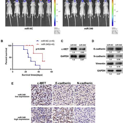 mir 340 suppressed glioma tumor growth in orthotopic models a download scientific diagram