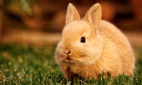 Cute Rabbit Hd Wallpapers Hd Wallpapers High Definition