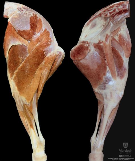 Sheep Hindlimb Muscles Animal Anatomy Anatomy Food