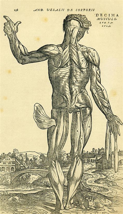 Back Of Male Human Body Anatomical Drawing By Vintage Design Pics Pixels