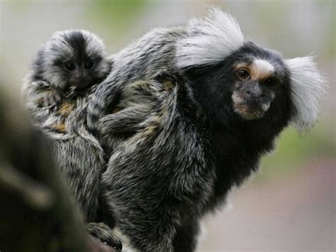 Marmoset Monkey Wallpapers Images Photos Pictures Backgrounds