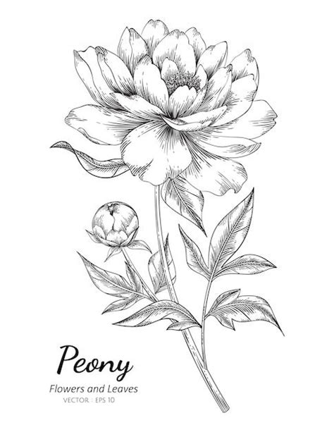 Premium Vector Peony Flower Drawing Illustration With Line Art On
